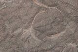 Ordovician Trilobite Mortality Plate (Pos/Neg) - Morocco #218669-3
